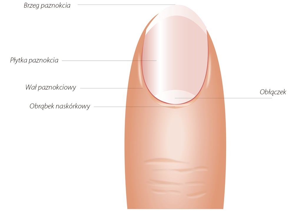 dermatolog budowa paznokcia